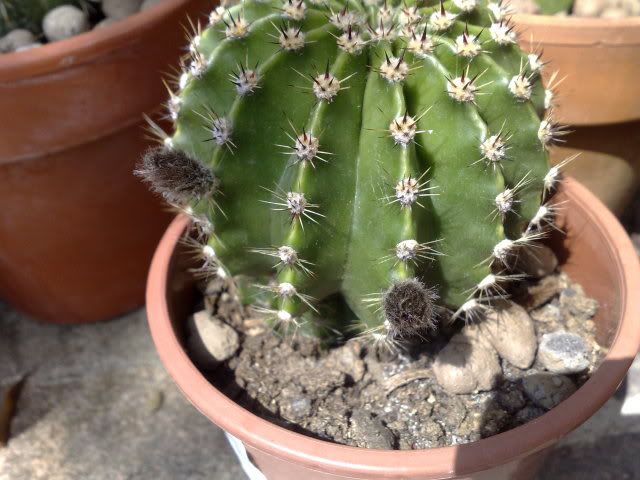 16052009710.jpg