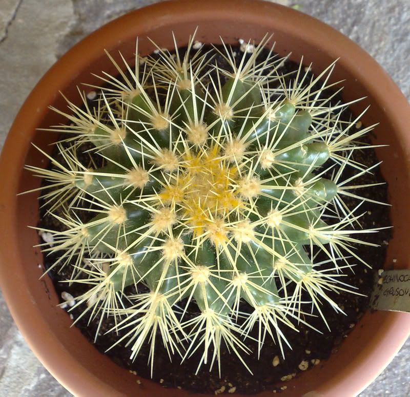 EchinocactusGrusoni3.jpg