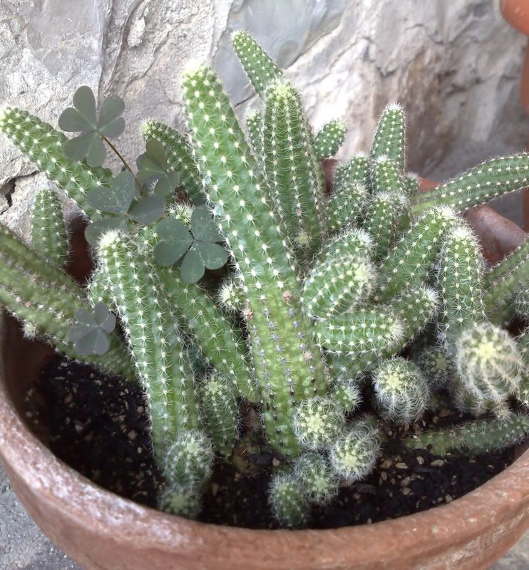 Echinopsischamaecereus2.jpg