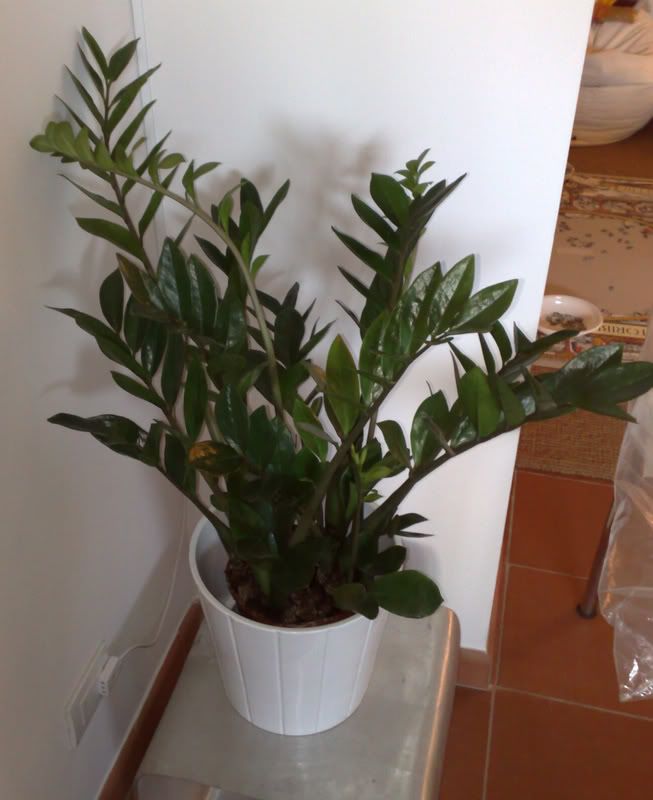 Zamioculcas1.jpg