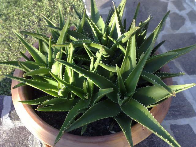 aloe.jpg