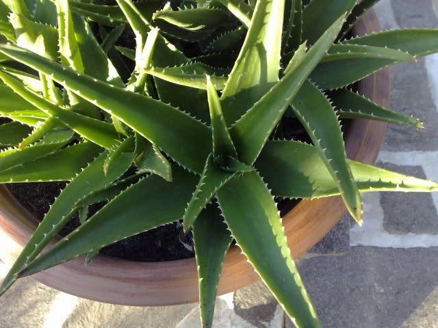 aloe2.jpg