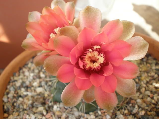 Gymno-baldianum2.jpg
