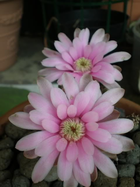 Gymno-mihanovichii_A9.jpg