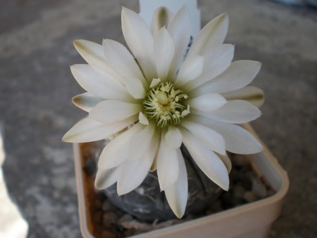 Gymno-ragonesii7.jpg