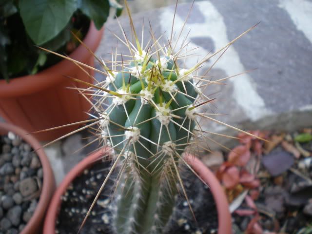 Pachycereus6.jpg