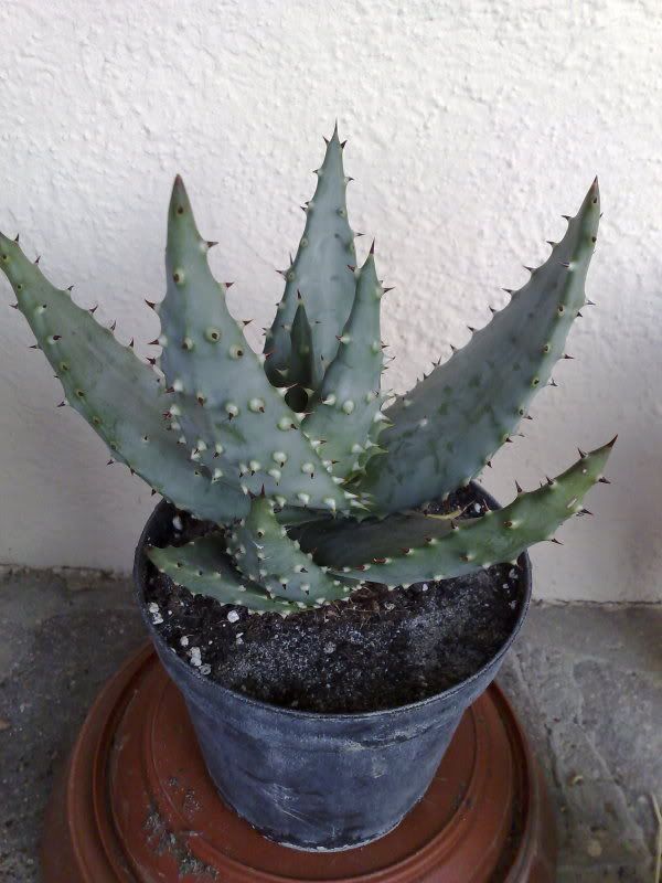 aloe.jpg