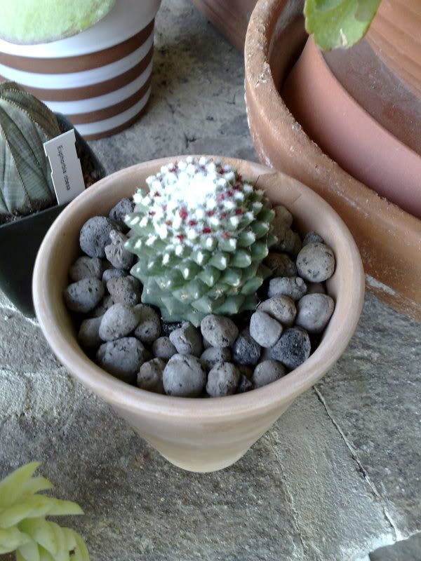 mammillaria.jpg