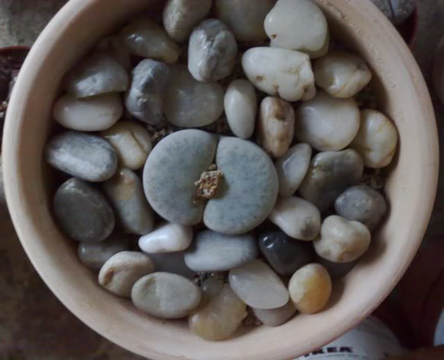 lithops1-1.jpg