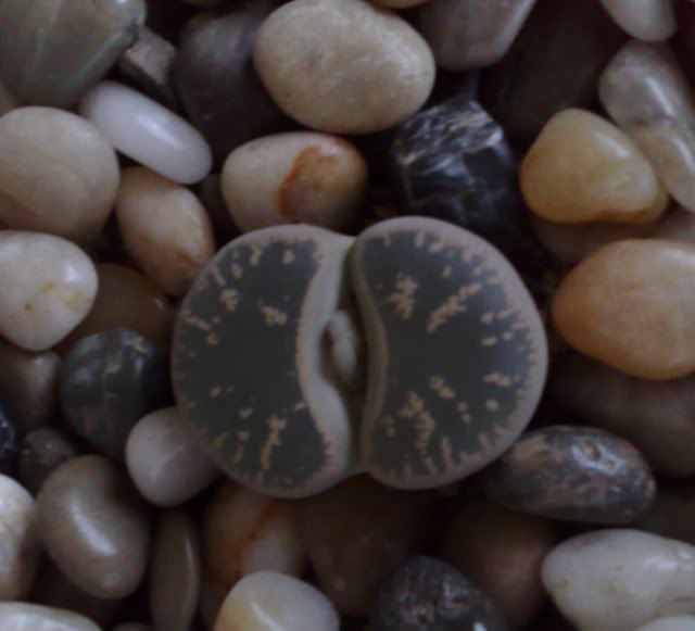 lithopsfiore1.jpg