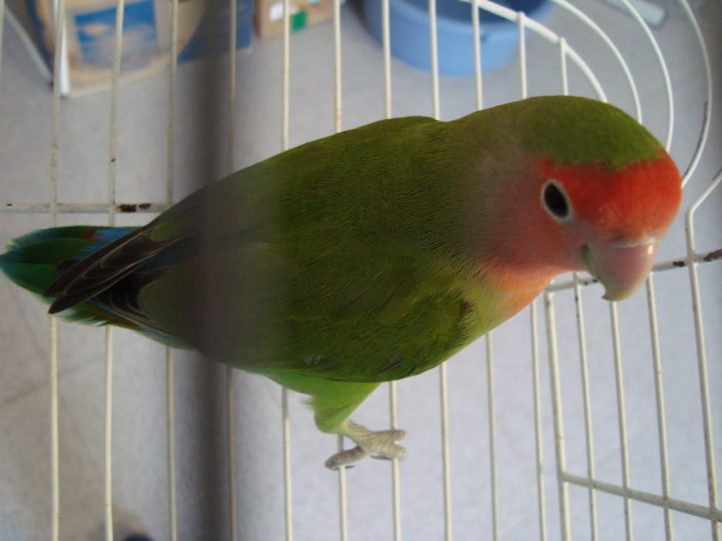 http://i467.photobucket.com/albums/rr32/rk78_album/DSC02743.jpg