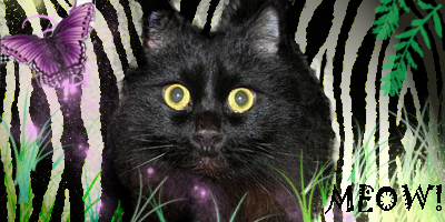 catcopy-1.png