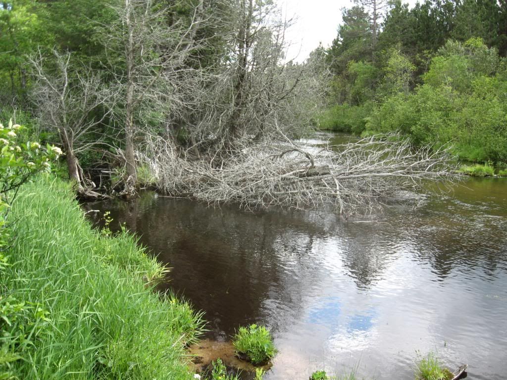 IMG_1093.jpg?t=1277683534