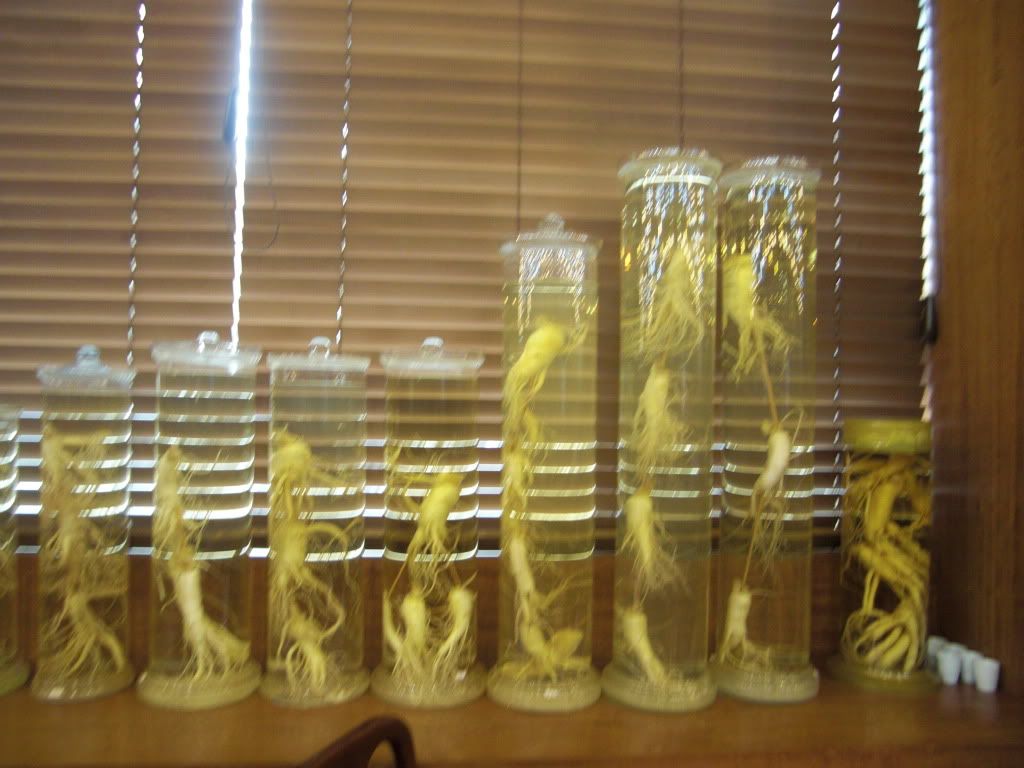 the ginseng family