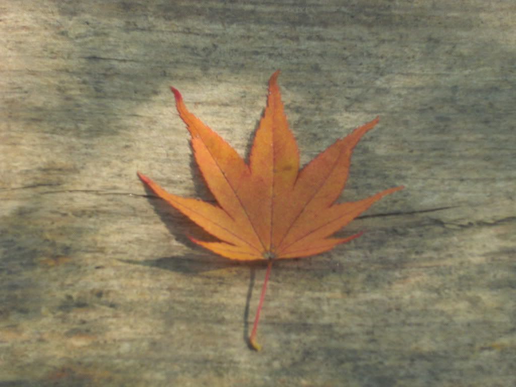 maple leaf