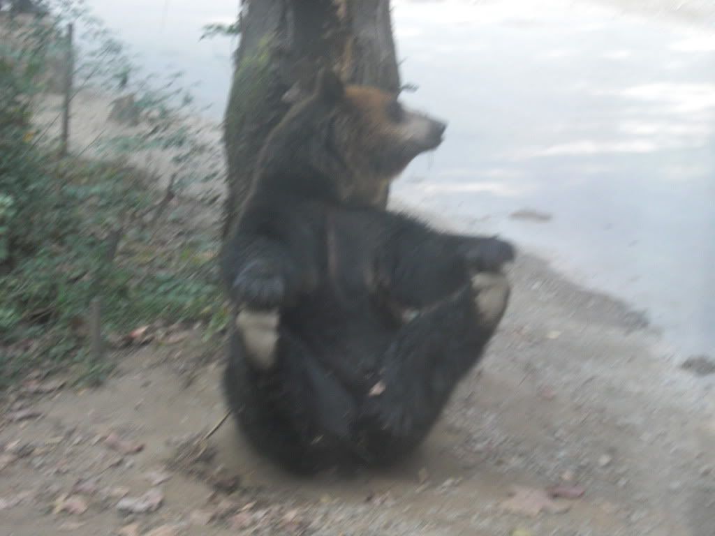 everland-sexy bear