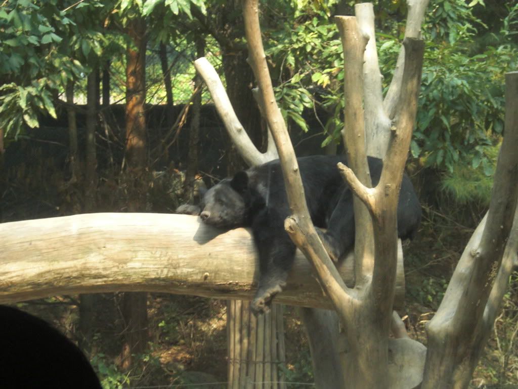 everland-lazy bear