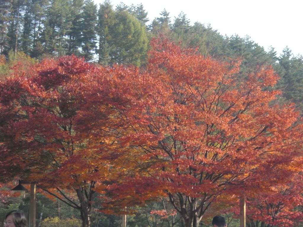 maple tree2