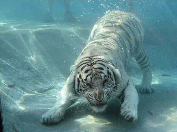 White-Bengal-Tiger-Under-Water-18.jpg