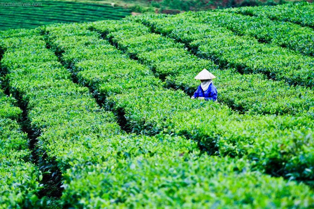 IMAGE: http://i467.photobucket.com/albums/rr35/nightflowervn/Blog%20Momentlives/Tea-6_zps4f49bb55.jpg