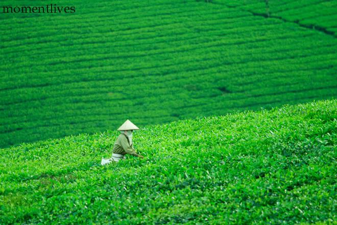 IMAGE: http://i467.photobucket.com/albums/rr35/nightflowervn/HDRResize1of1-27.jpg