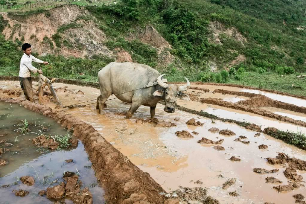 IMAGE: http://i467.photobucket.com/albums/rr35/nightflowervn/IMG_0301.jpg