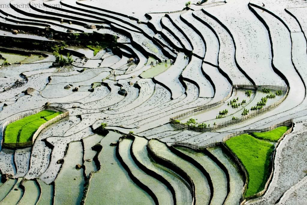 IMAGE: http://i467.photobucket.com/albums/rr35/nightflowervn/IMG_0355.jpg