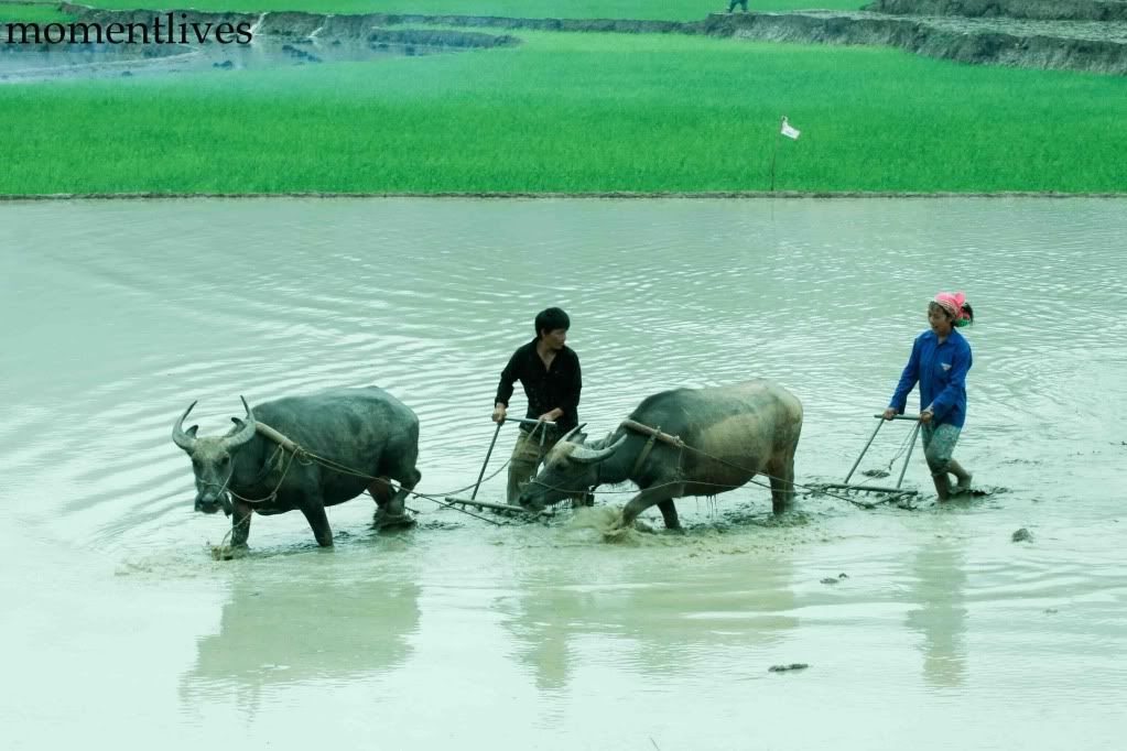 IMAGE: http://i467.photobucket.com/albums/rr35/nightflowervn/IMG_0950.jpg