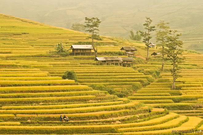 IMAGE: http://i467.photobucket.com/albums/rr35/nightflowervn/IMG_9974.jpg