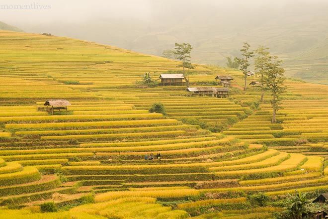 IMAGE: http://i467.photobucket.com/albums/rr35/nightflowervn/IMG_9979.jpg