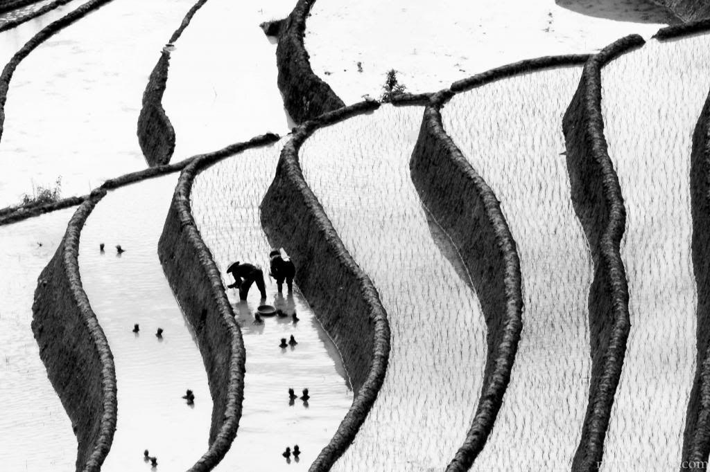 IMAGE: http://i467.photobucket.com/albums/rr35/nightflowervn/Moutain/Rice-FB-3_zps17f2bc34.jpg