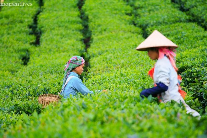 IMAGE: http://i467.photobucket.com/albums/rr35/nightflowervn/Tea%20plantation/Tea.jpg