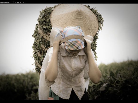 IMAGE: http://i467.photobucket.com/albums/rr35/nightflowervn/Tea%20plantation/Teagirl-1.jpg