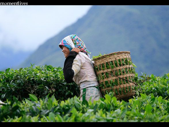 IMAGE: http://i467.photobucket.com/albums/rr35/nightflowervn/Tea%20plantation/Teagirl3-1.jpg