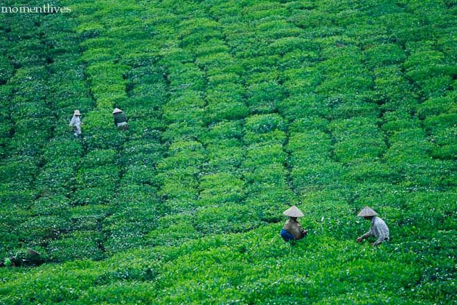 IMAGE: http://i467.photobucket.com/albums/rr35/nightflowervn/Tea%20plantation/_MG_2403.jpg