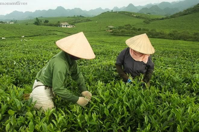 IMAGE: http://i467.photobucket.com/albums/rr35/nightflowervn/TeaPlantation1of1-7.jpg