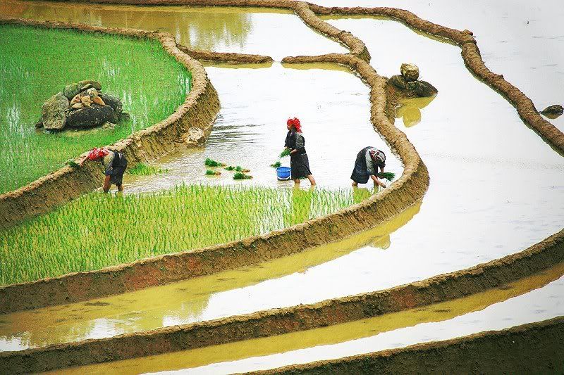 IMAGE: http://i467.photobucket.com/albums/rr35/nightflowervn/Terrace.jpg