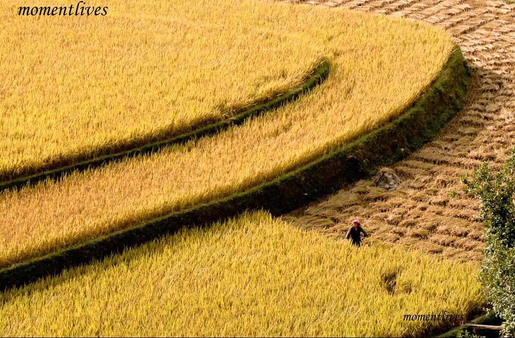 IMAGE: http://i467.photobucket.com/albums/rr35/nightflowervn/Terraced%20rice%20field/Harvest-2jpeg-1-2.jpg