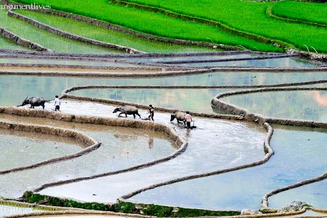IMAGE: http://i467.photobucket.com/albums/rr35/nightflowervn/Terraced%20rice%20field/_MG_8117.jpg