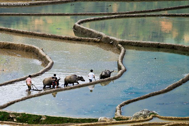 IMAGE: http://i467.photobucket.com/albums/rr35/nightflowervn/Terraced%20rice%20field/_MG_8126.jpg