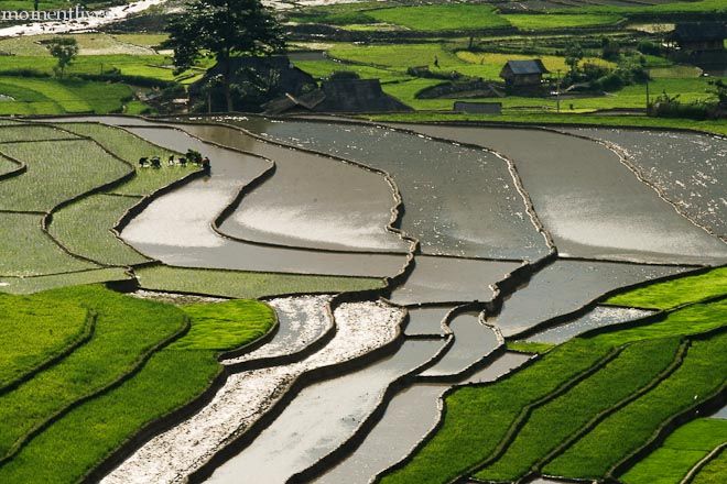 IMAGE: http://i467.photobucket.com/albums/rr35/nightflowervn/Terraced%20rice%20field/_MG_8183.jpg