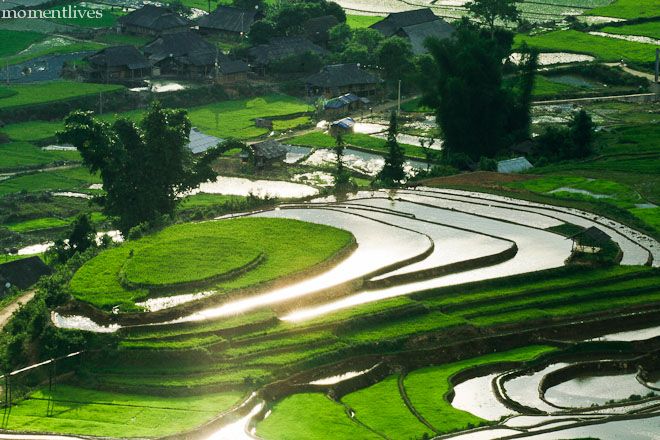 IMAGE: http://i467.photobucket.com/albums/rr35/nightflowervn/Terraced%20rice%20field/_MG_8201.jpg