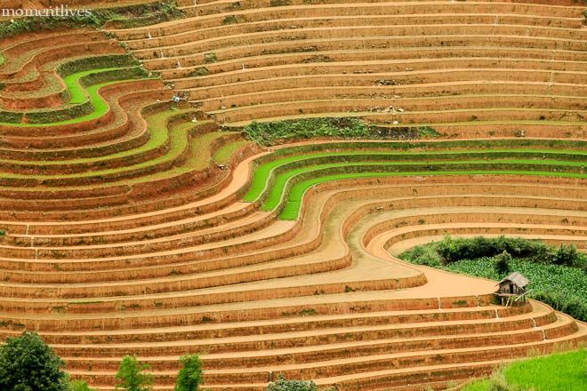 IMAGE: http://i467.photobucket.com/albums/rr35/nightflowervn/Terraced%20rice%20field/_MG_8387.jpg