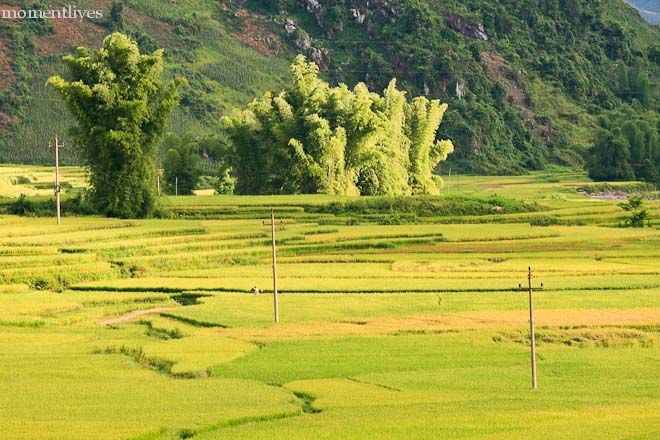 IMAGE: http://i467.photobucket.com/albums/rr35/nightflowervn/Terraced%20rice%20field/_MG_8477.jpg