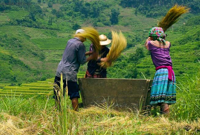 IMAGE: http://i467.photobucket.com/albums/rr35/nightflowervn/Terraced%20rice%20field/hitting.jpg