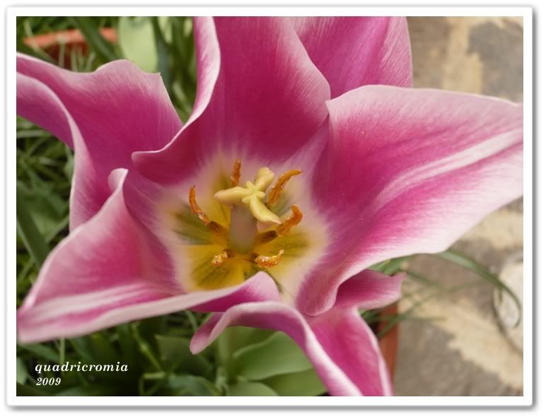 tulipanoquadricromia.jpg