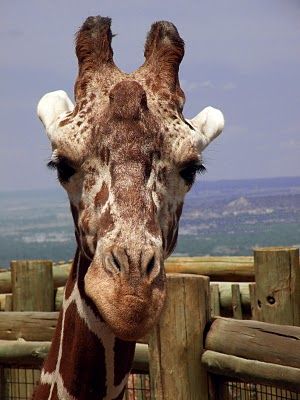 What do you call a giraffe's horns? Image