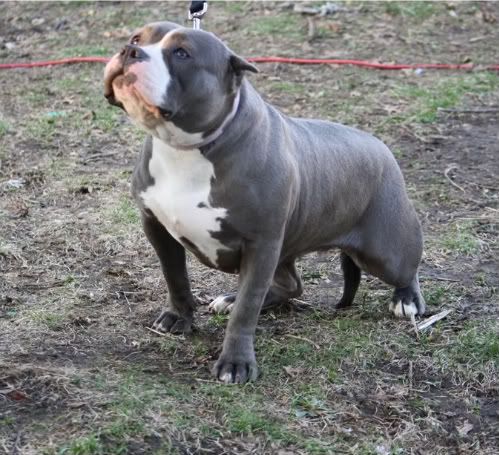 master p kennels