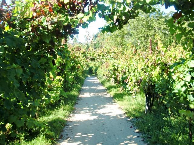  photo CIMG1951_zps2d1c20e4.jpg