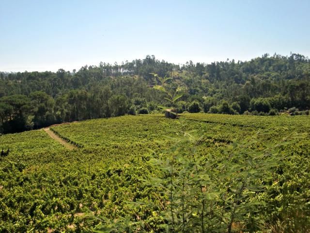 photo CIMG2597_zps8bcb134e.jpg